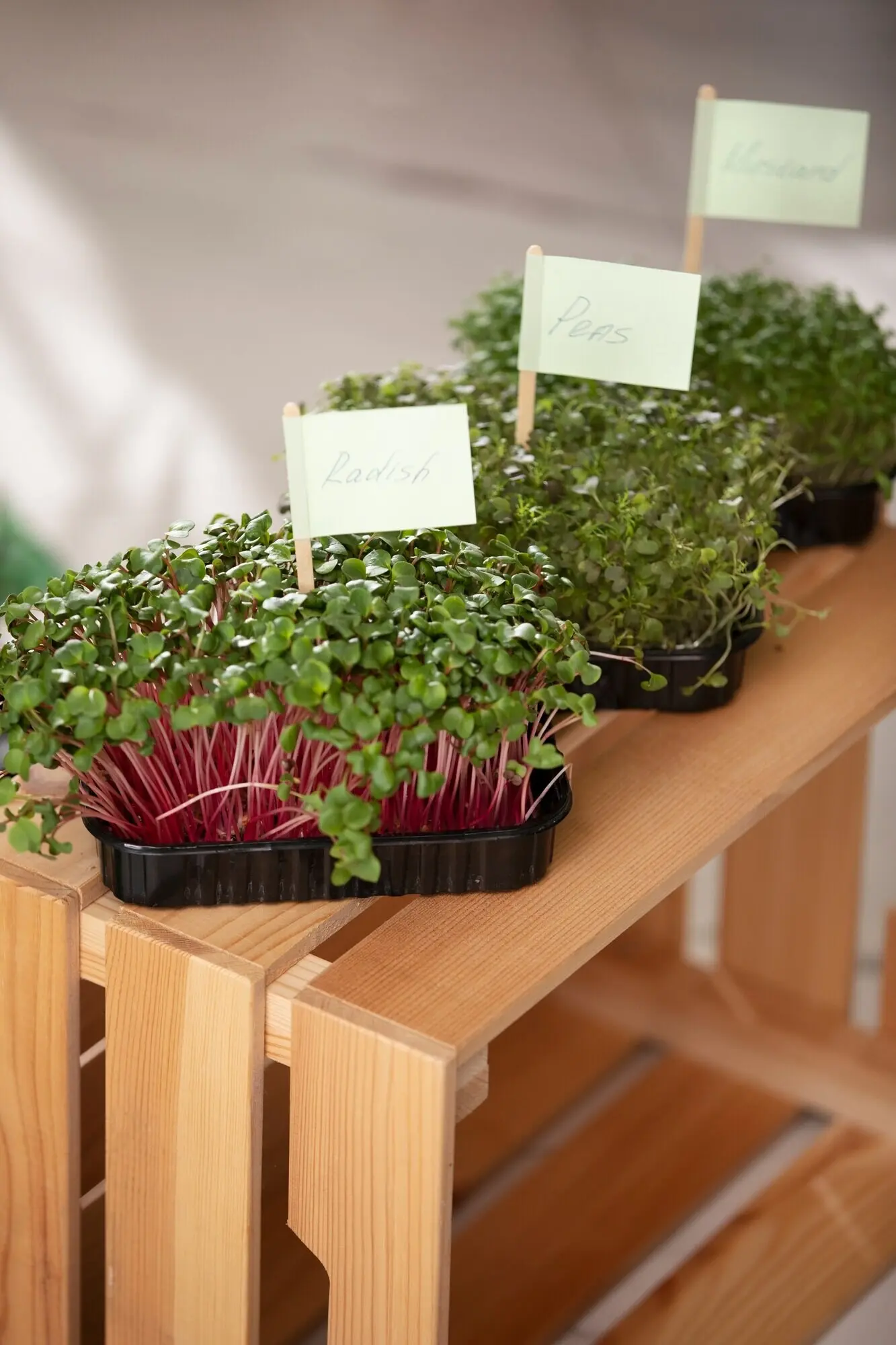 Plants that are cultivated and grown indoors