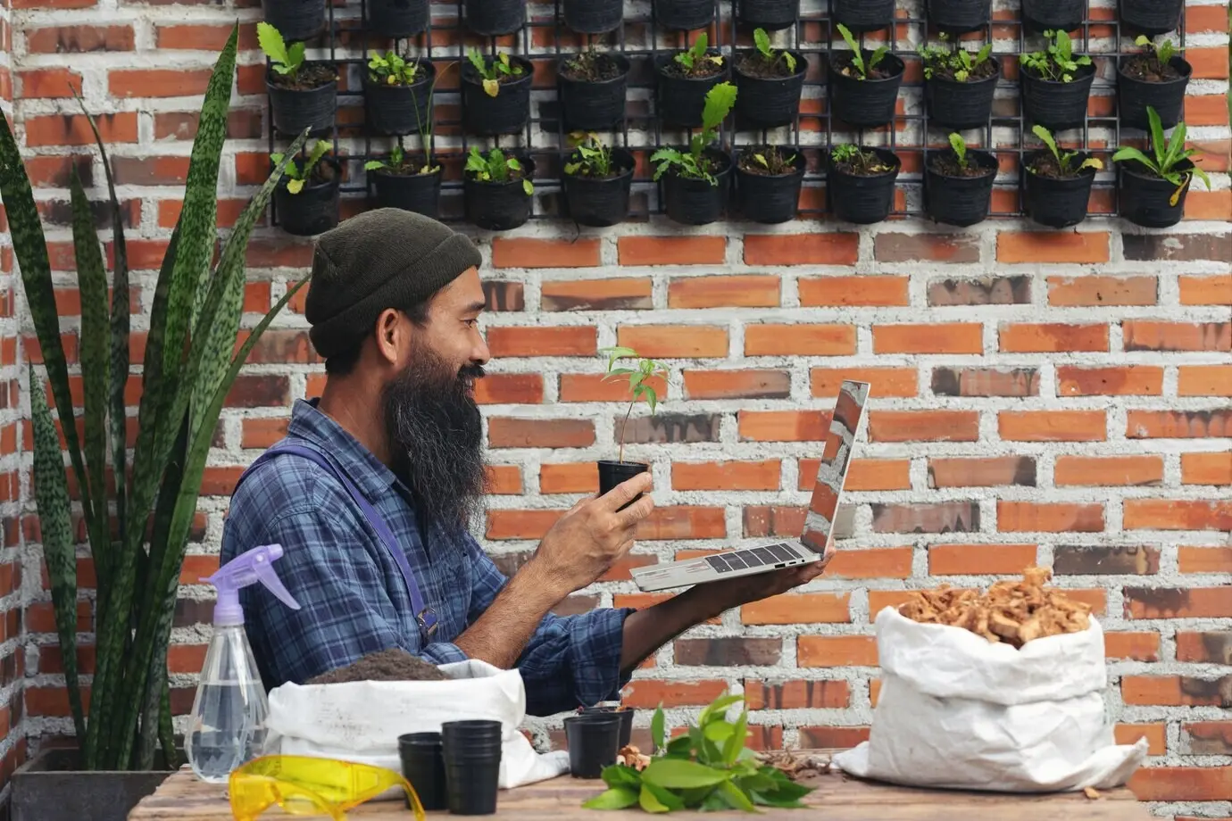 Selling a plant online; a man holding a plant in a pot and a laptop